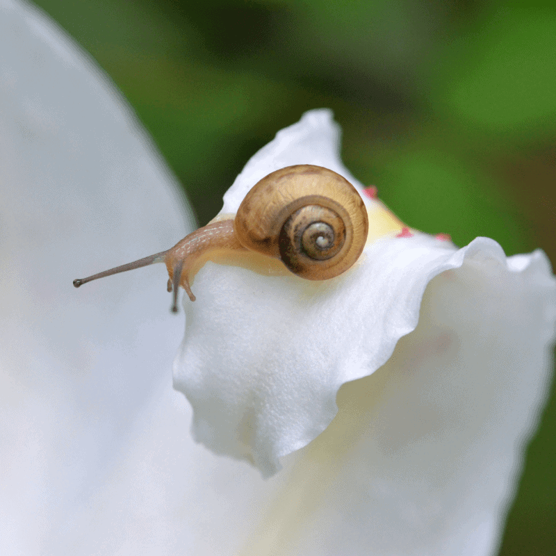 Snail on lily flower