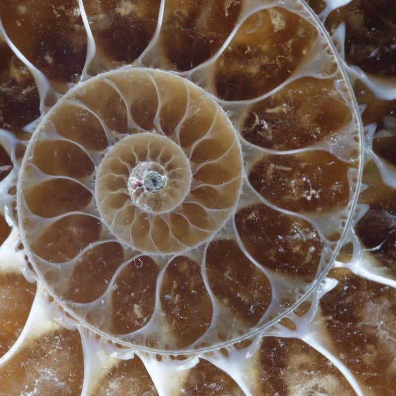 ammonite close up